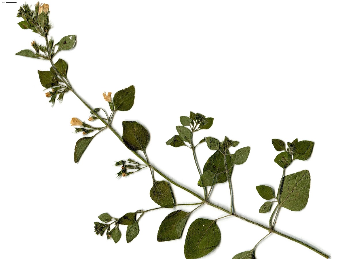 Clinopodium nepeta subsp. ascendens (Lamiaceae)